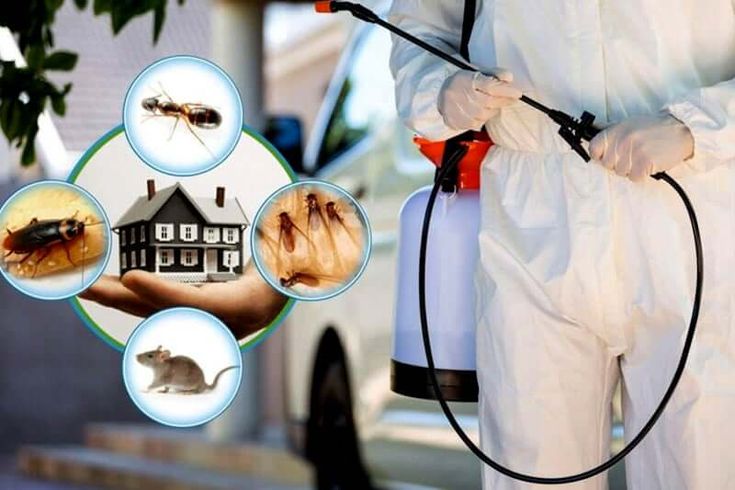 How to Choose the Right Pest Control Service for Your Home: A Comprehensive Guide